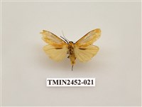 藏品(藍緣苔蛾)的圖片